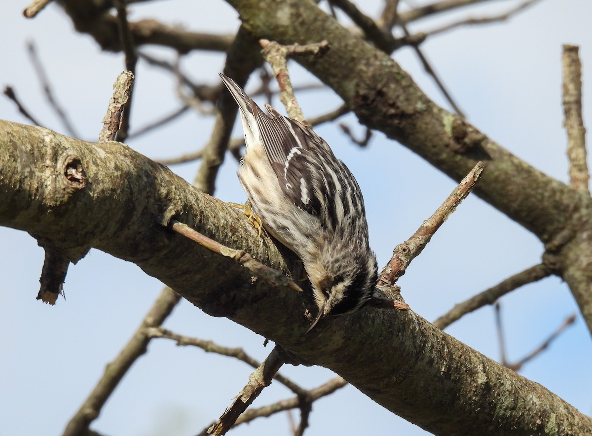 Black-and-white Warbler - ML619973639