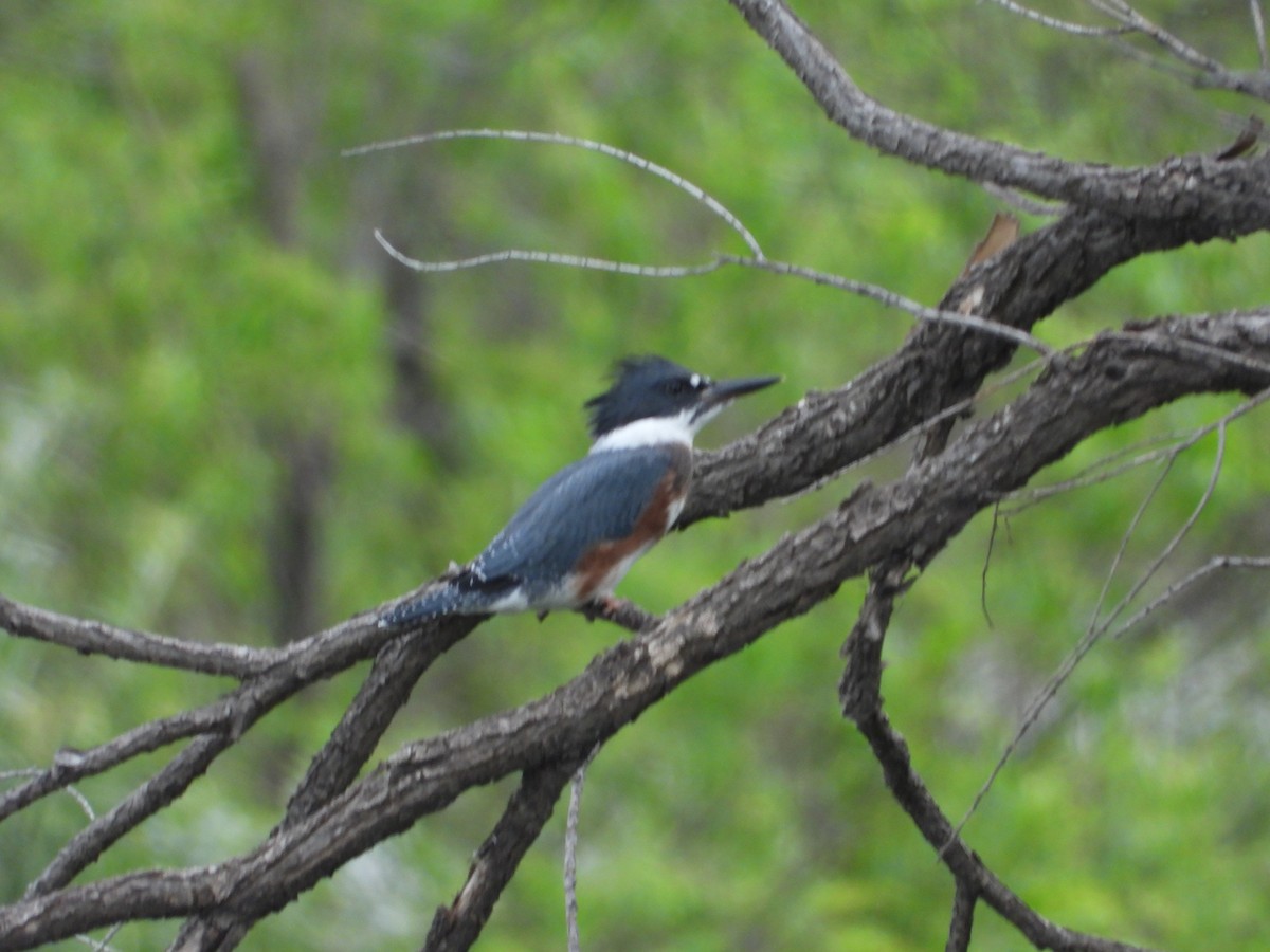 Belted Kingfisher - ML619973653