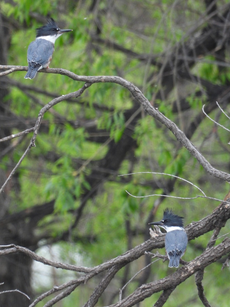 Belted Kingfisher - ML619973655