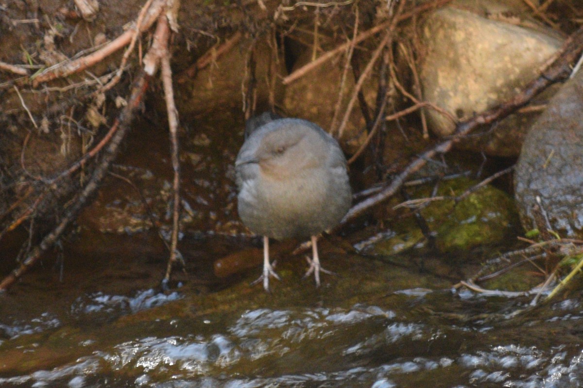 Grauwasseramsel [mexicanus-Gruppe] - ML619973657