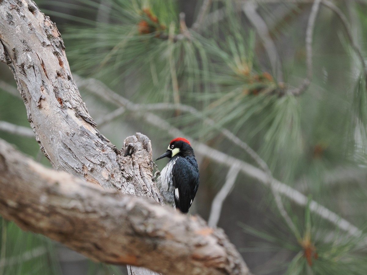 Acorn Woodpecker - ML619973700