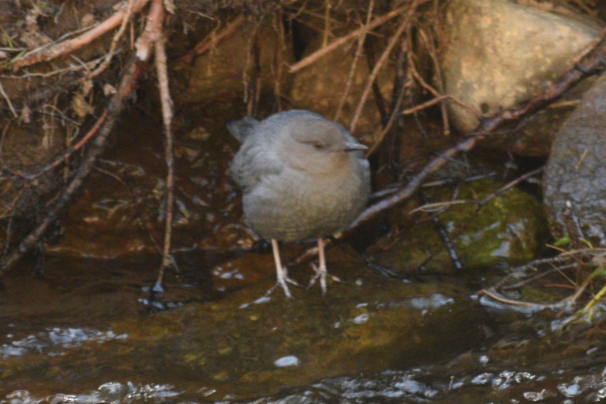 Grauwasseramsel [mexicanus-Gruppe] - ML619973708