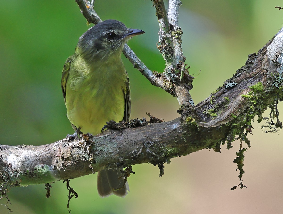 Slaty-capped Flycatcher - ML619973719