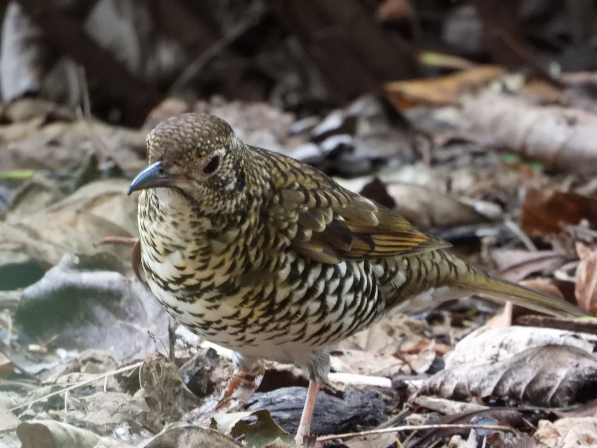 Bassian Thrush - ML619973723