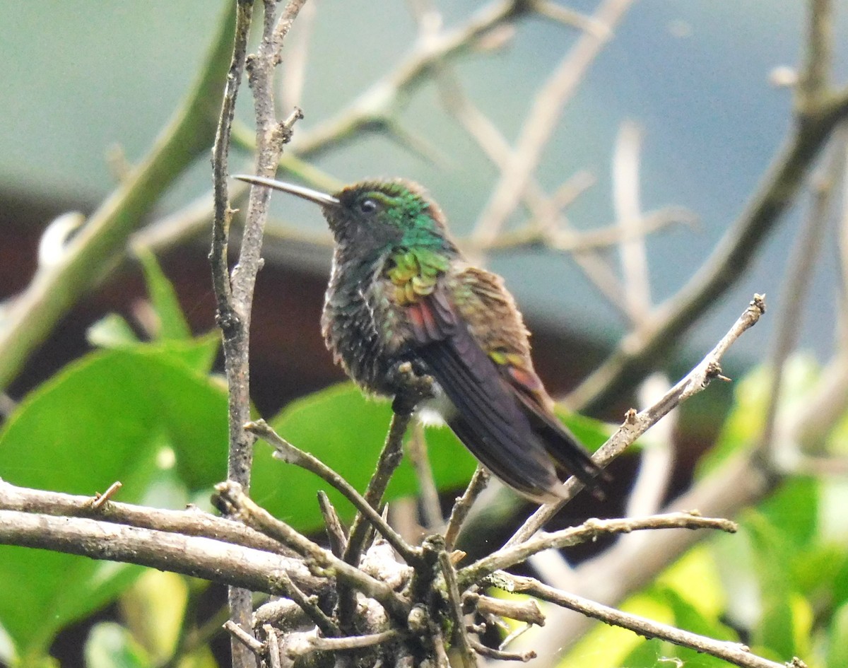 kolibřík mexický - ML619973724
