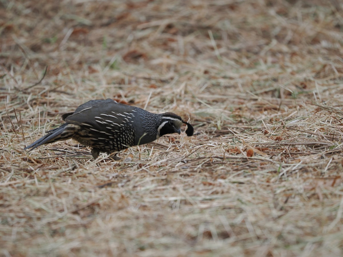 California Quail - ML619973725