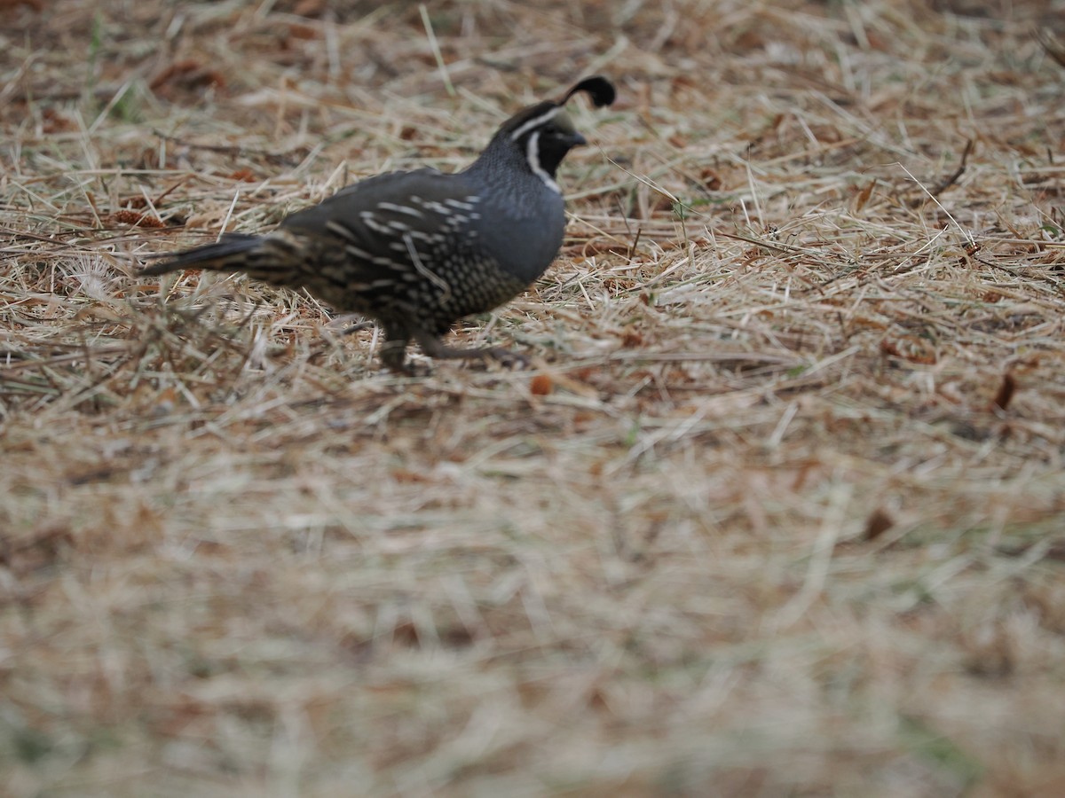 California Quail - Ira Blau