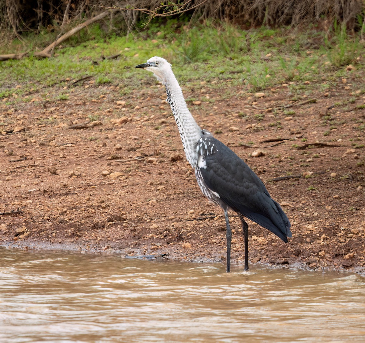 Garza Cuelliblanca - ML619973731