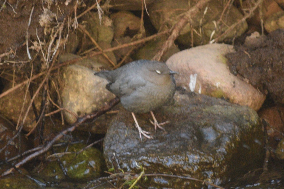 Grauwasseramsel [mexicanus-Gruppe] - ML619973741