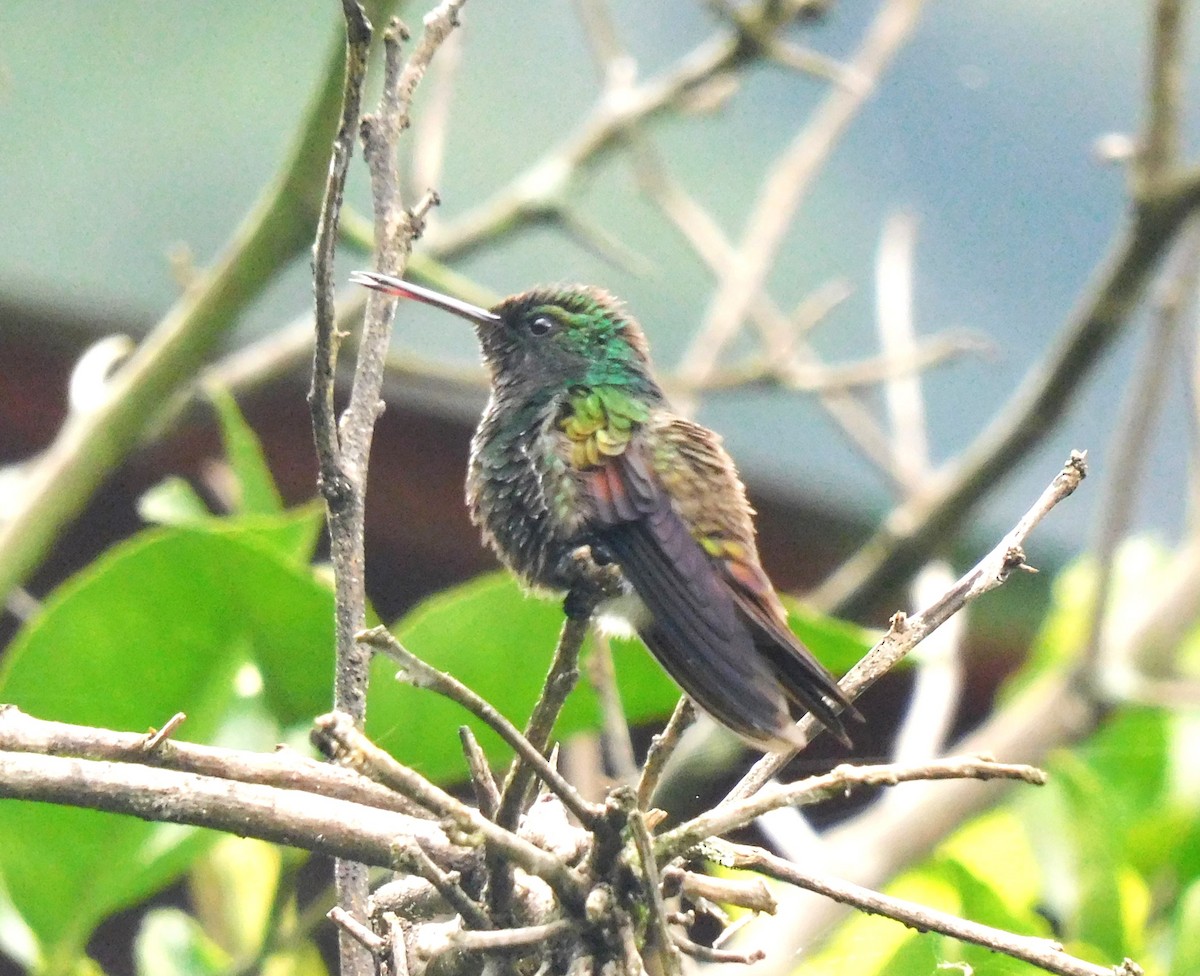 kolibřík mexický - ML619973746