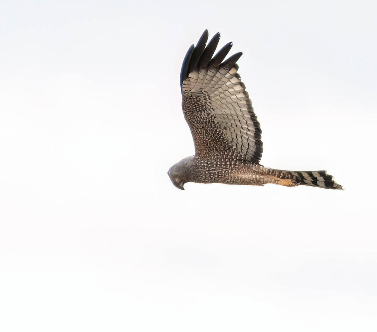 Spotted Harrier - ML619973747