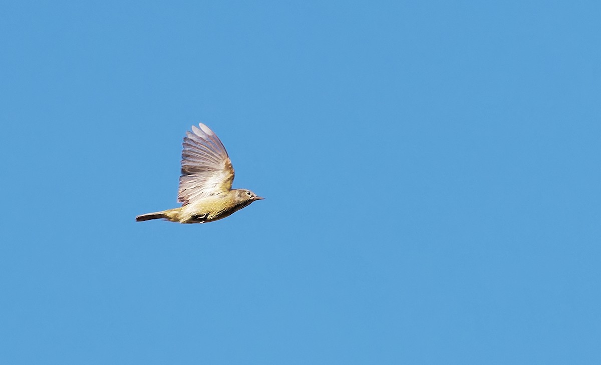 Orange-crowned Warbler - ML619973754