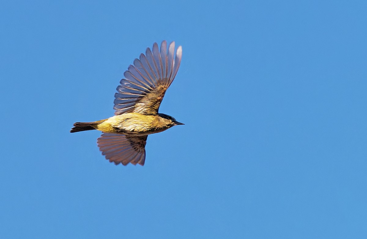 Orange-crowned Warbler - ML619973755