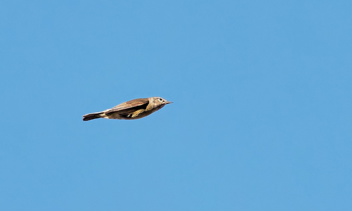 Orange-crowned Warbler - ML619973756