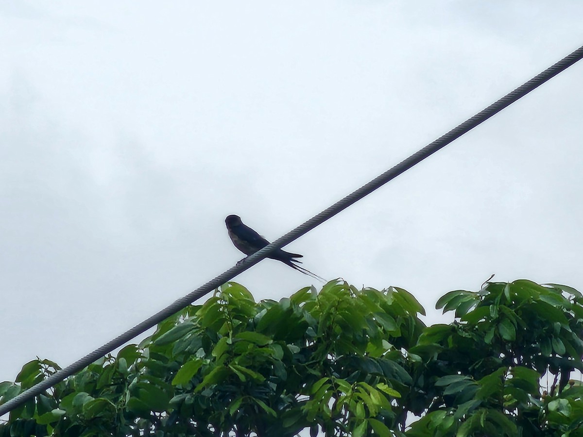 Striated Swallow - ML619973768