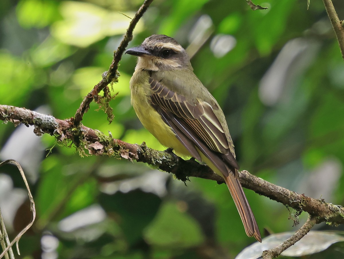 Golden-crowned Flycatcher - ML619973770