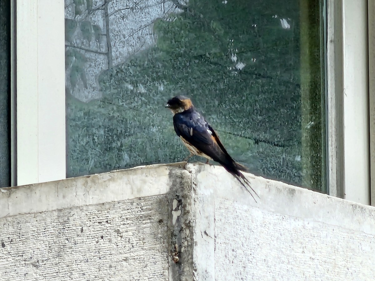 Striated Swallow - ML619973771