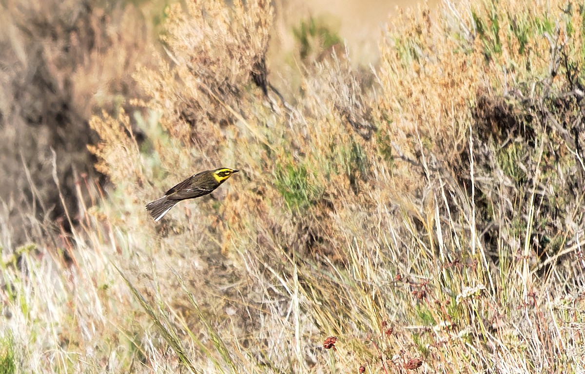 Townsend's Warbler - ML619973787