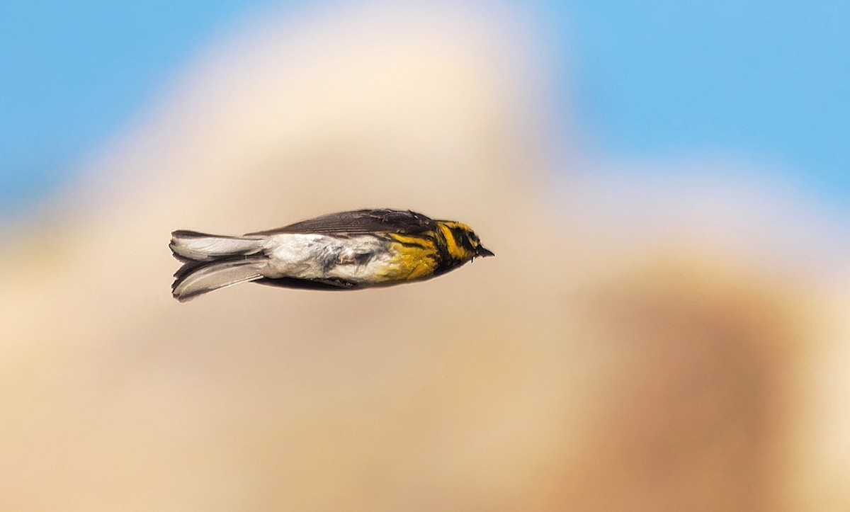 Townsend's Warbler - ML619973789