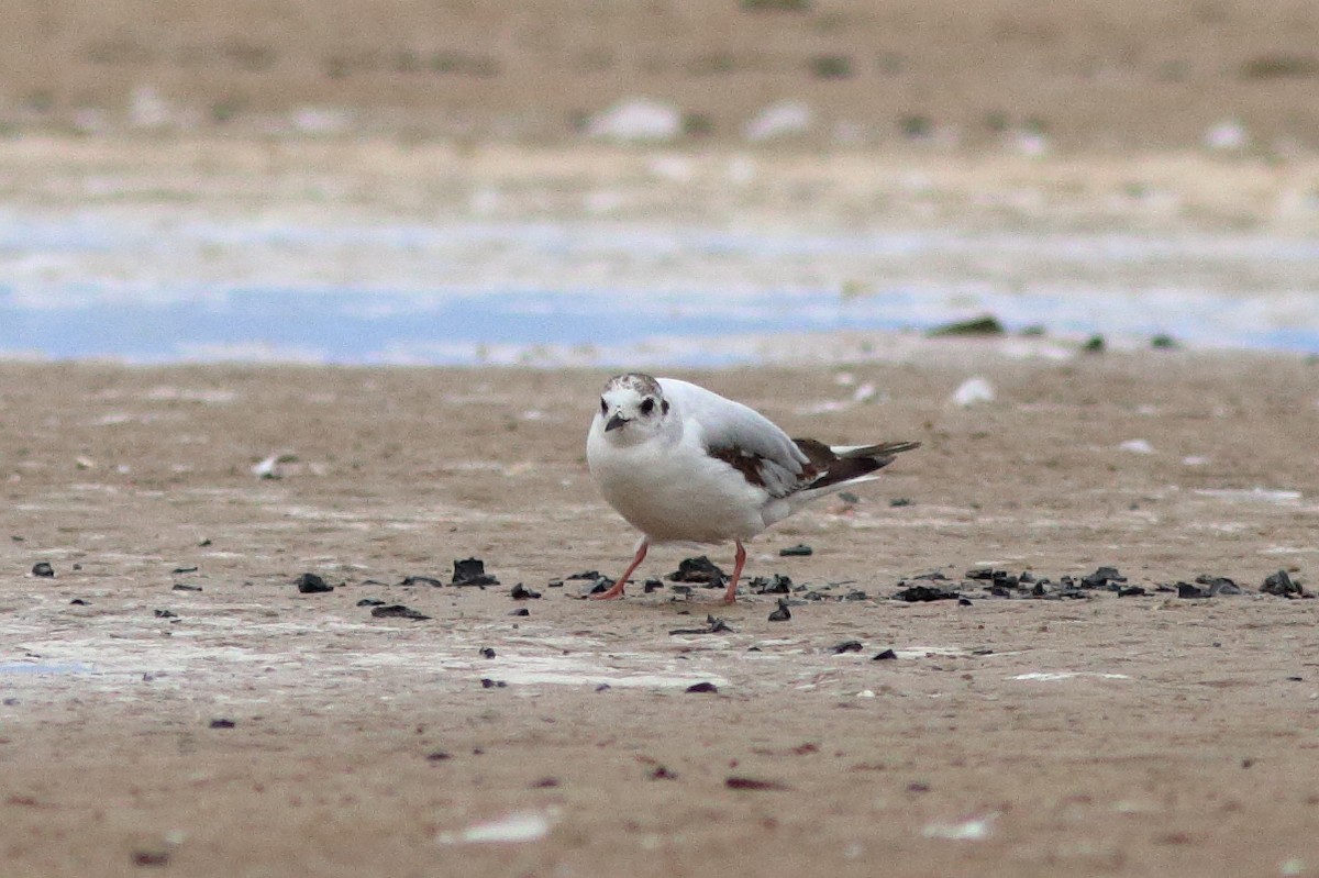 Mouette pygmée - ML619973795