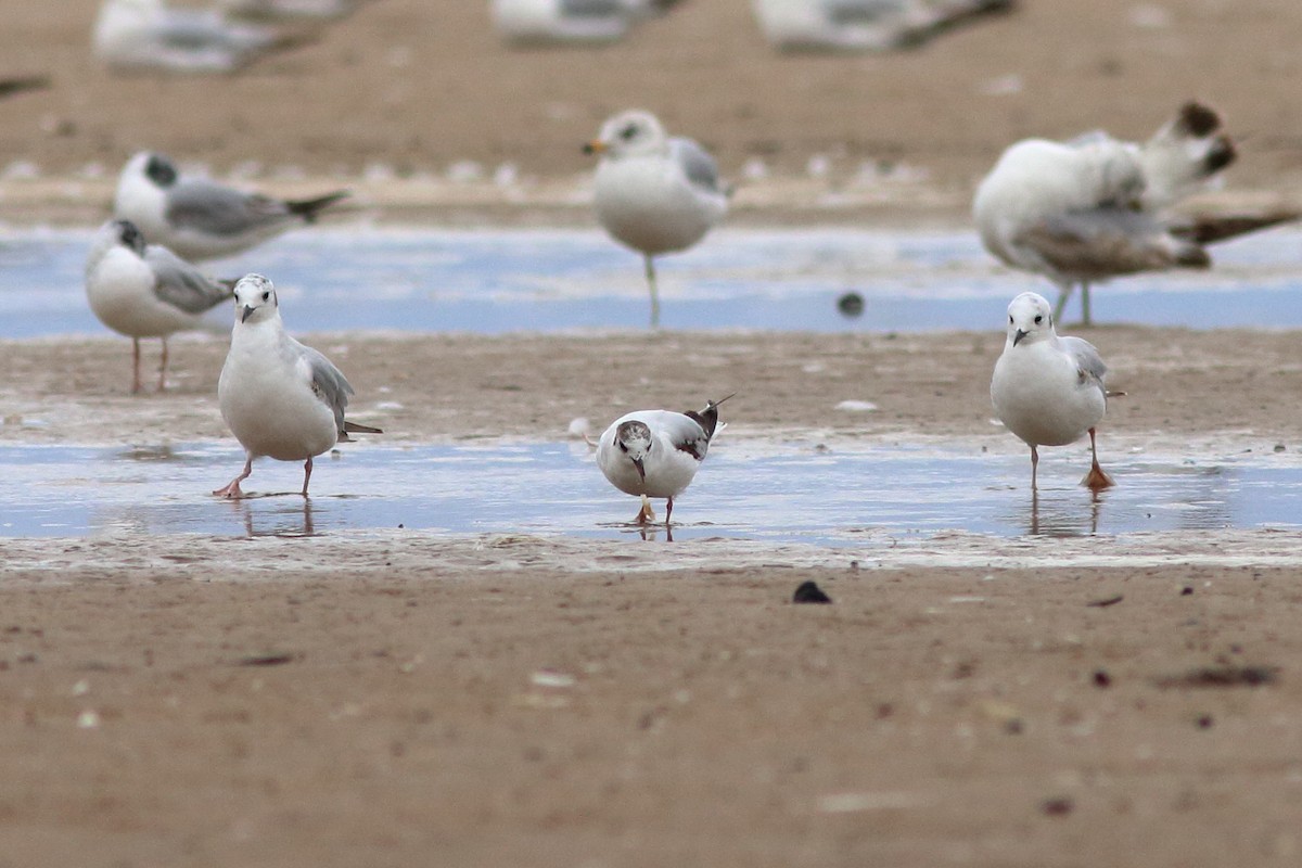 Mouette pygmée - ML619973796