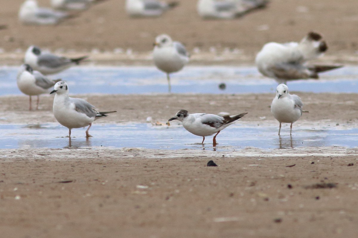 Mouette pygmée - ML619973797