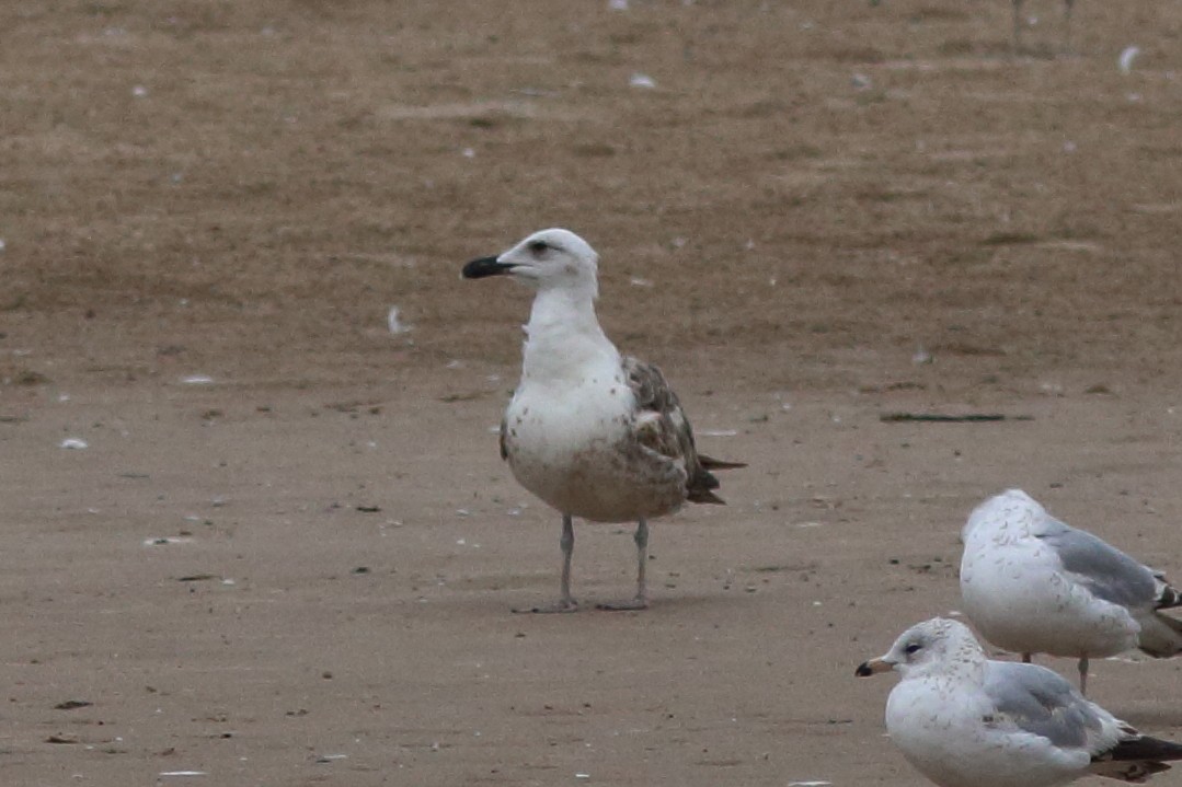 Great Black-backed Gull - ML619973819