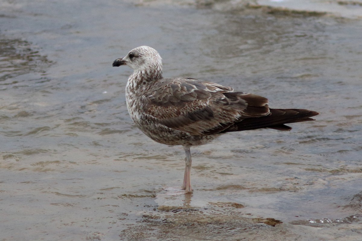 Gaviota Sombría - ML619973827