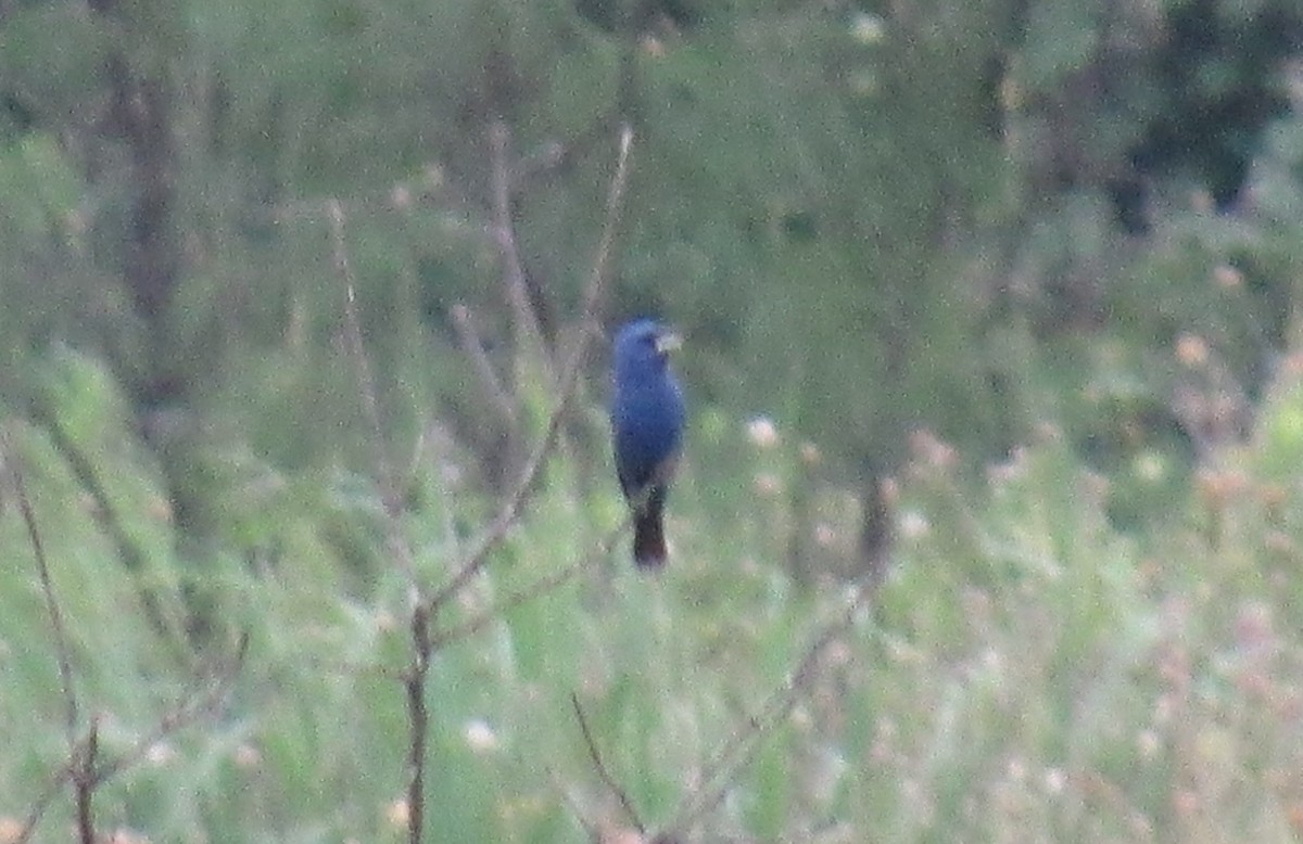 Indigo Bunting - ML619973835