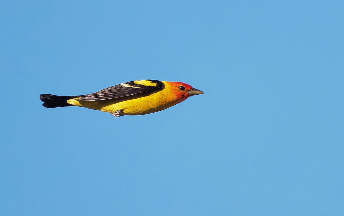 Western Tanager - ML619973839