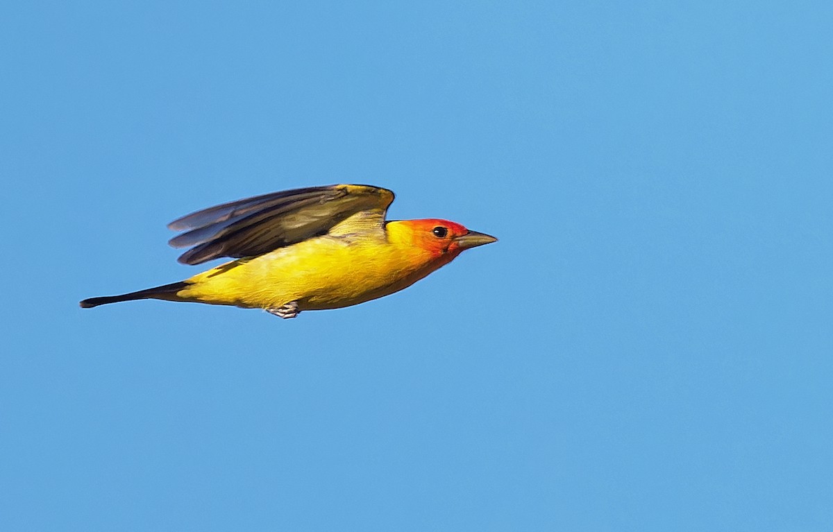 Western Tanager - ML619973840