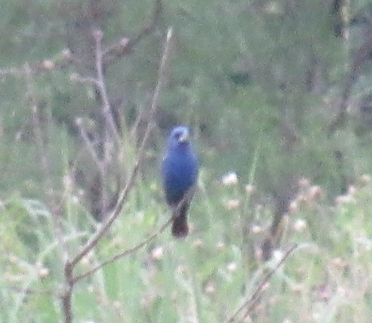 Indigo Bunting - ML619973841