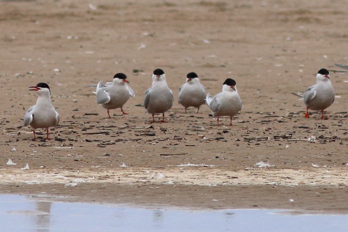 Common Tern - ML619973847