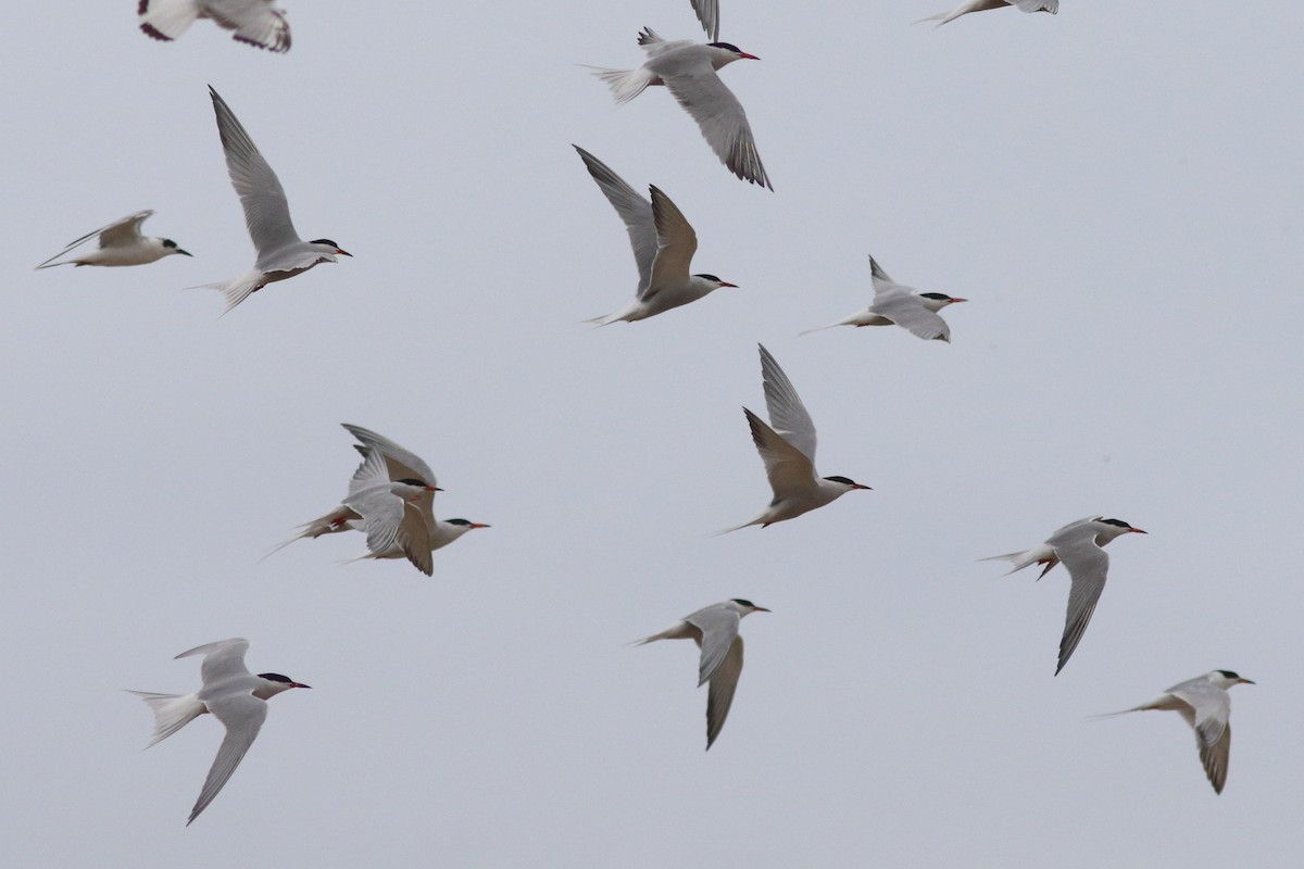 Common Tern - ML619973848