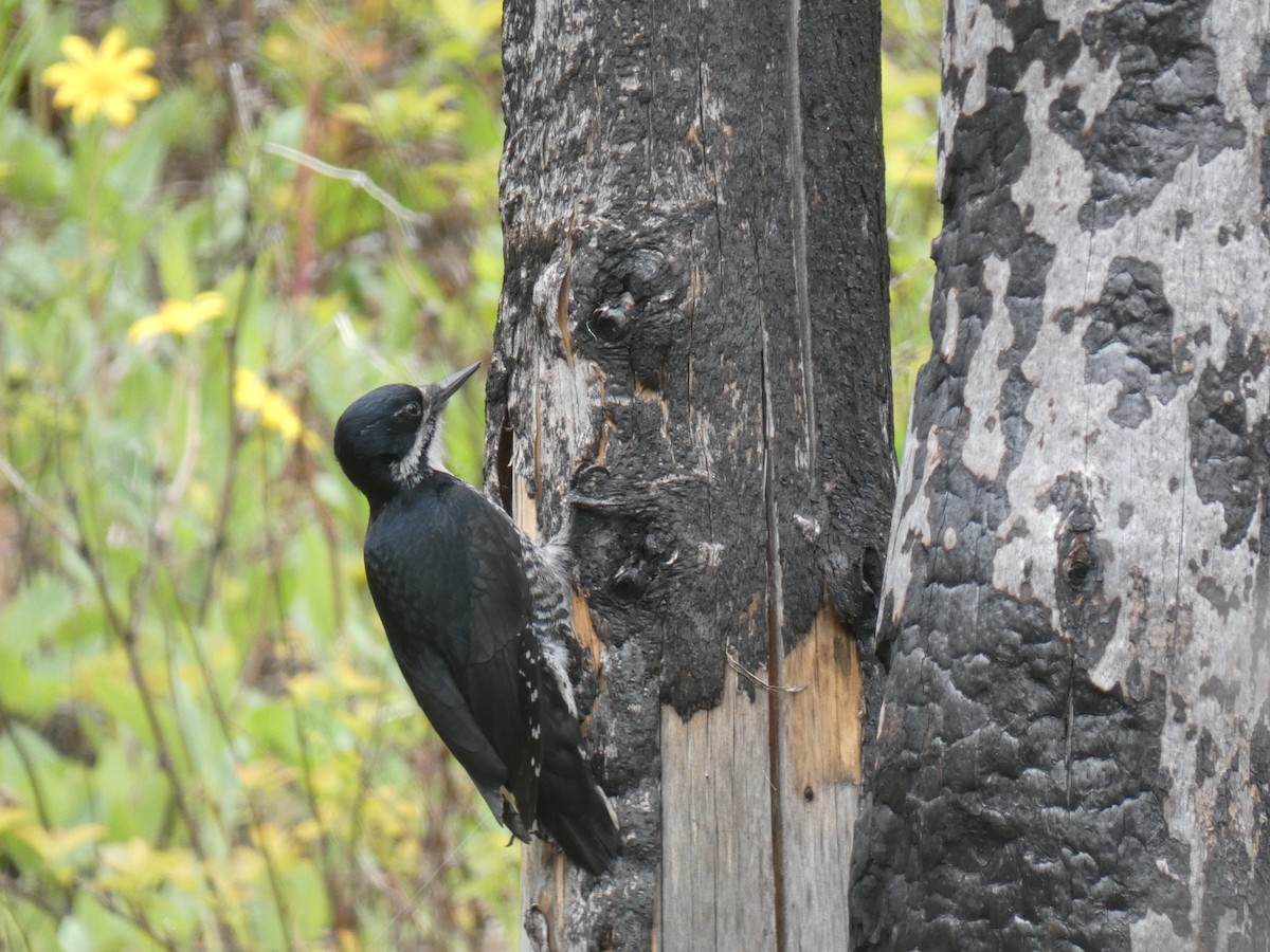 Black-backed Woodpecker - ML619973849