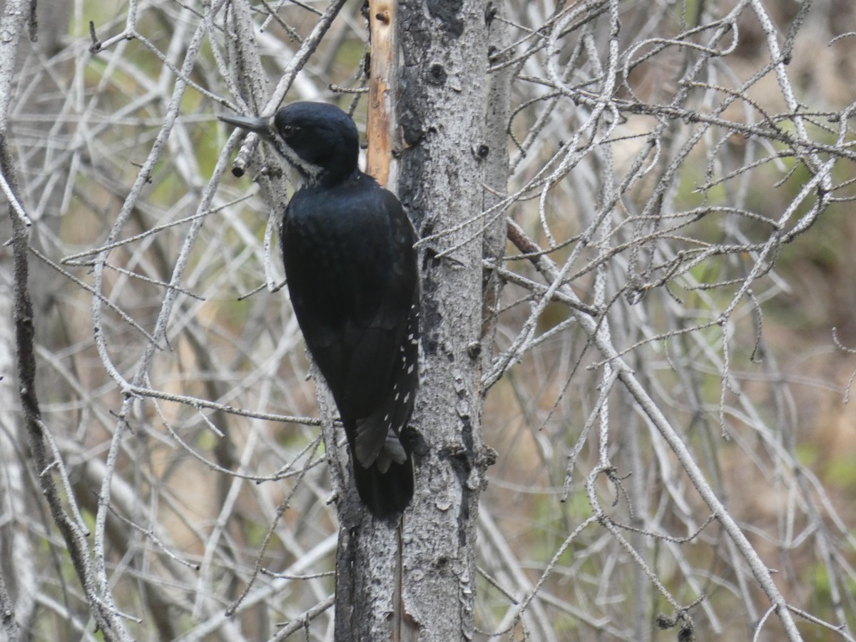 Black-backed Woodpecker - ML619973850