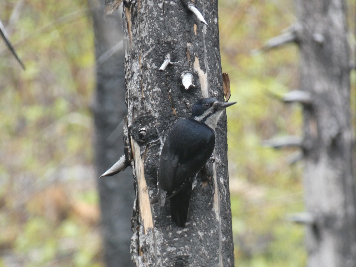 Black-backed Woodpecker - ML619973851