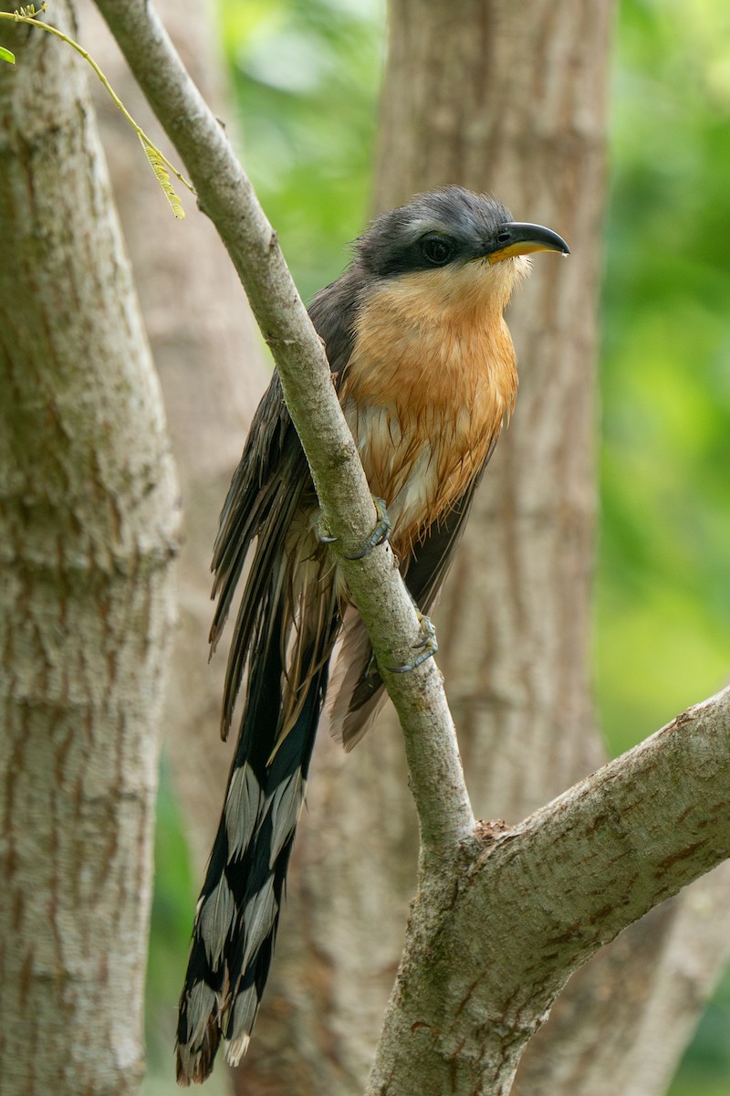 Mangrove Cuckoo - ML619973869