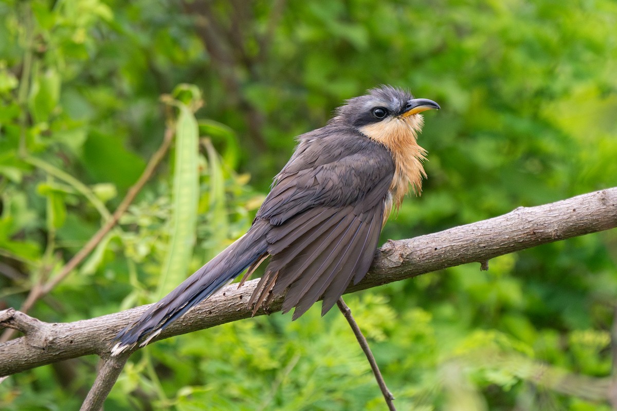 Mangrove Cuckoo - ML619973870