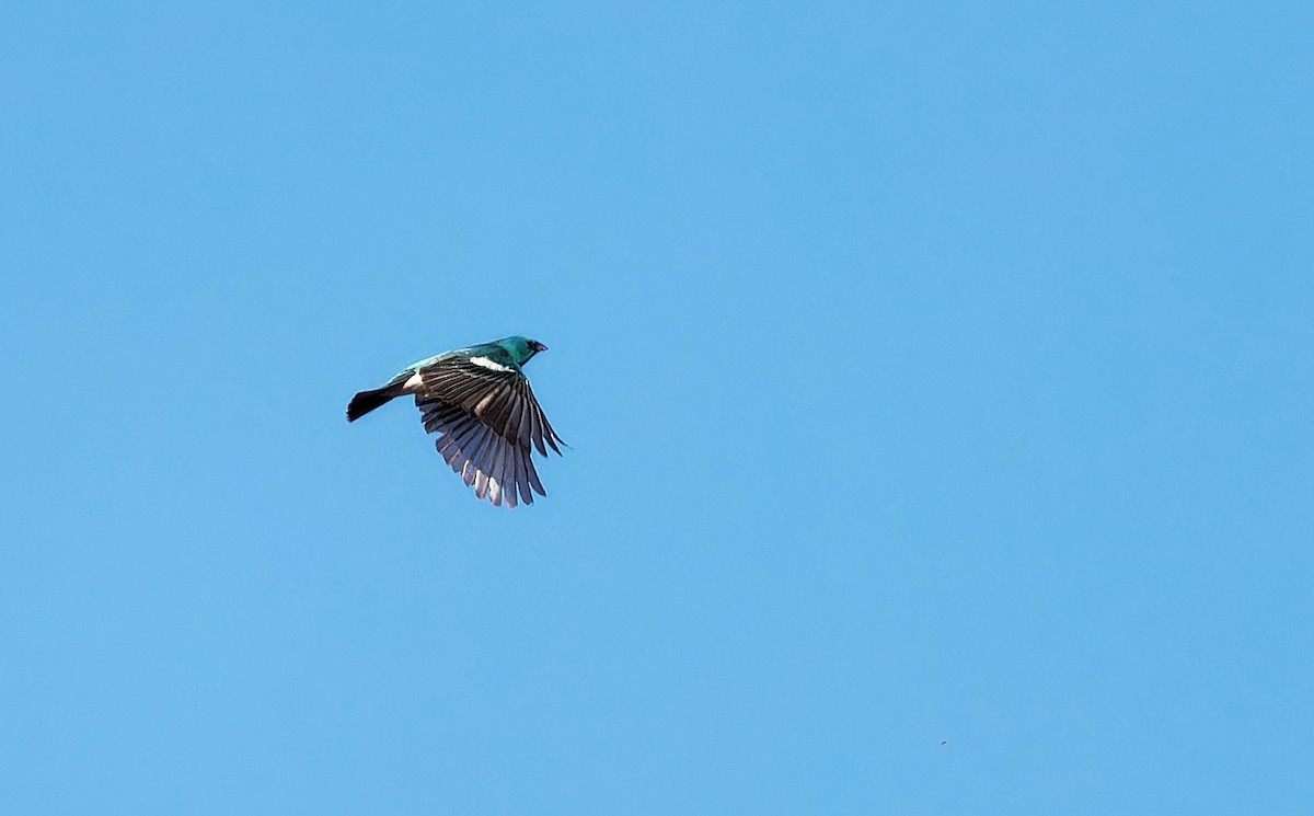 Lazuli Bunting - ML619973871