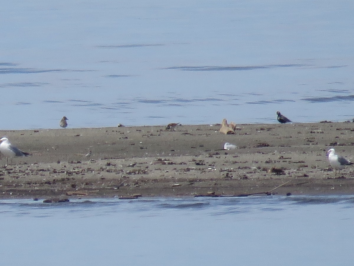 Ruddy Turnstone - ML619973877