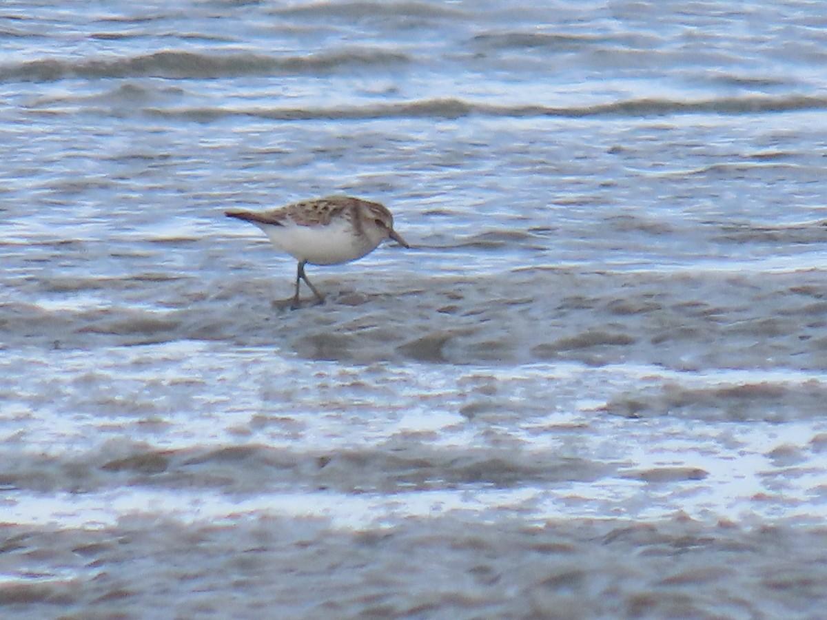 Semipalmated Sandpiper - ML619973888