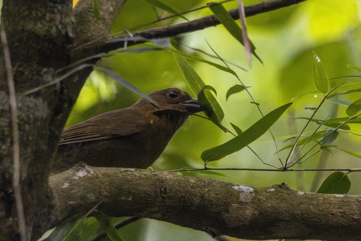Red-crowned Ant-Tanager - ML619973902
