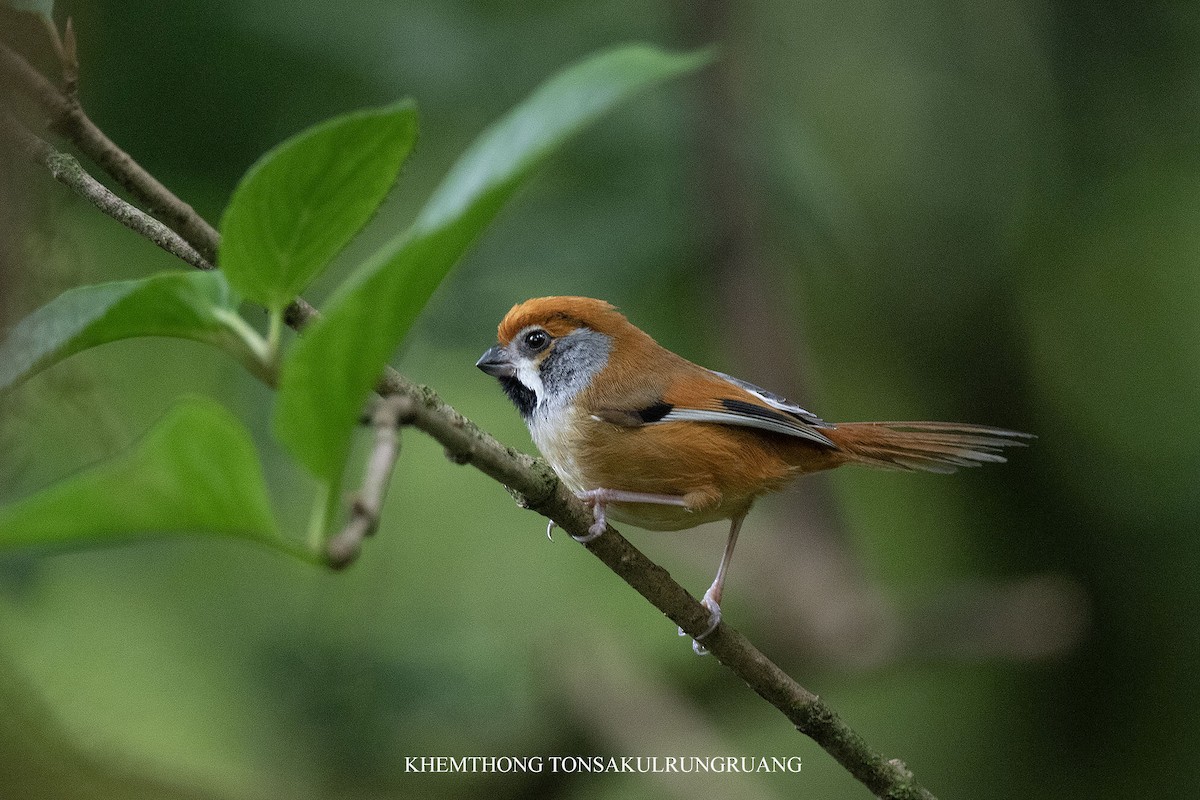 Black-throated Parrotbill (Gray-breasted) - ML619973903