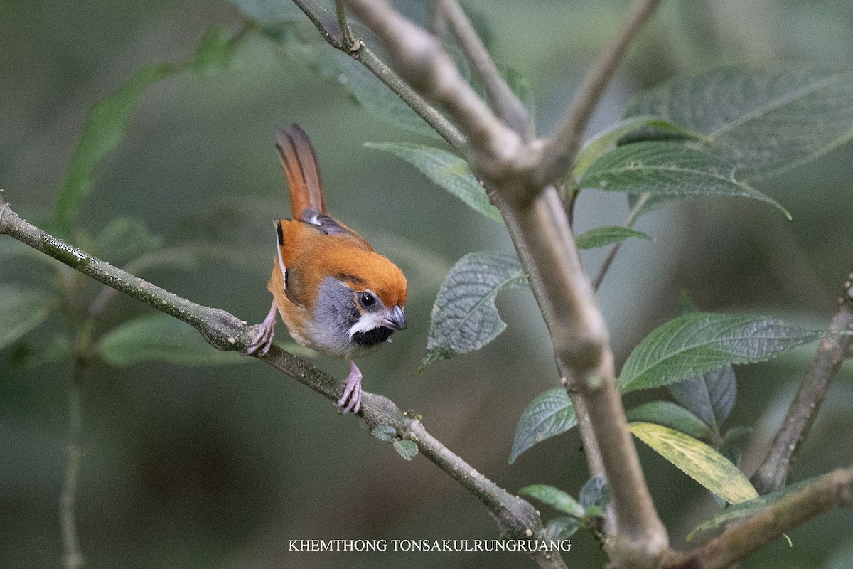 Black-throated Parrotbill (Gray-breasted) - ML619973904