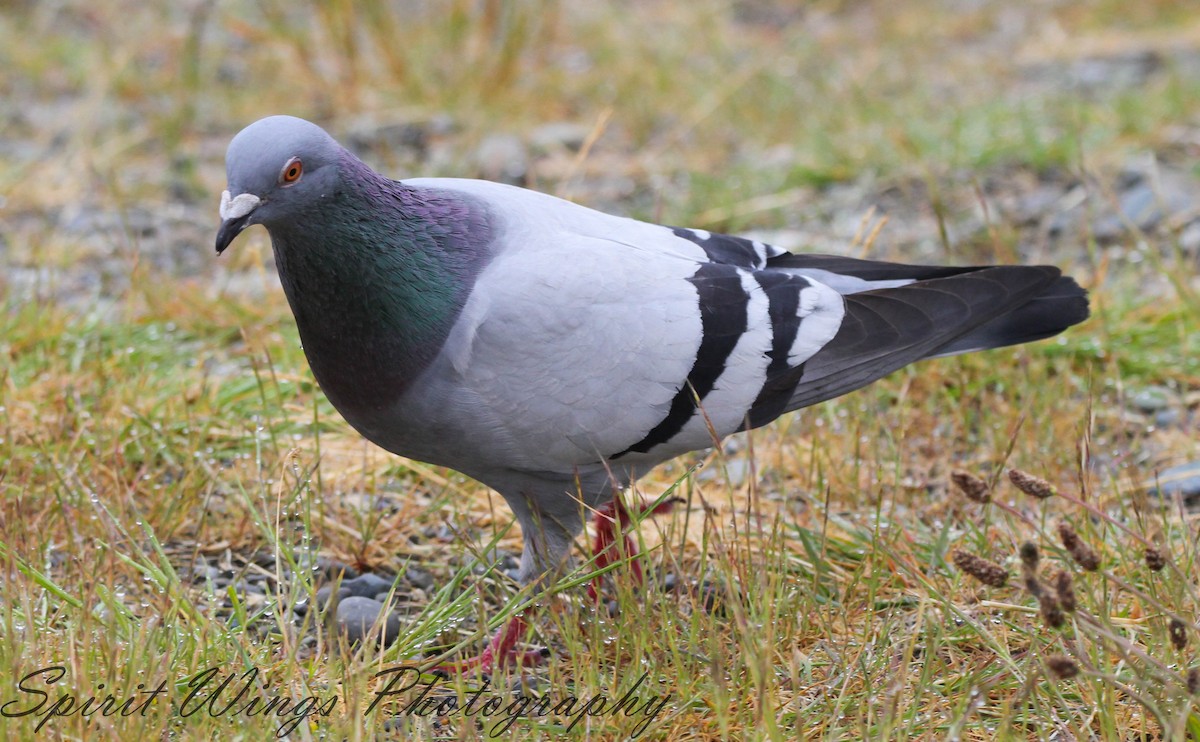 Rock Pigeon (Feral Pigeon) - ML619973908