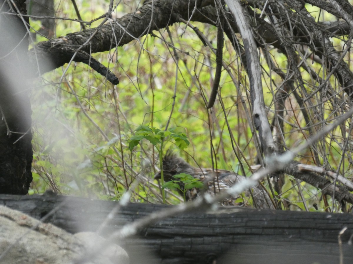 Ruffed Grouse - ML619973909