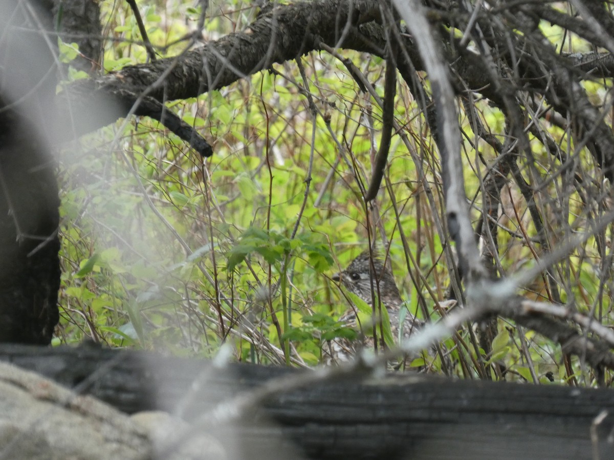 Ruffed Grouse - ML619973910
