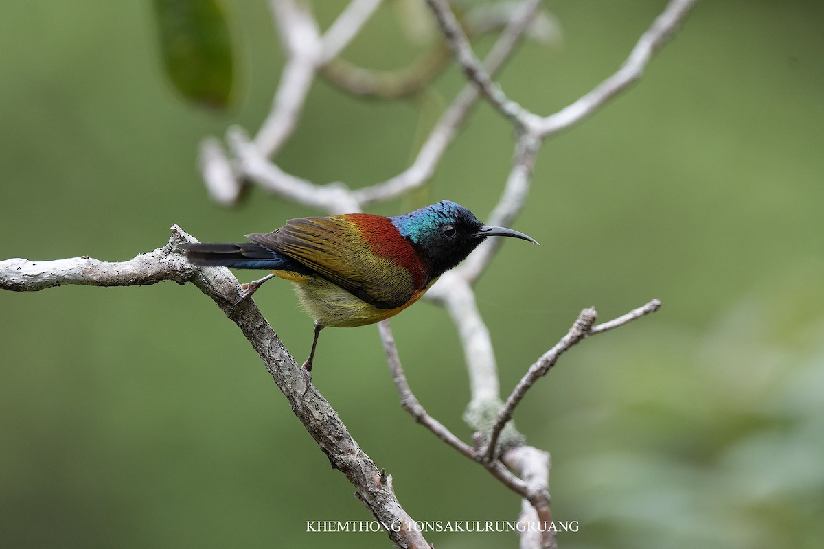 Green-tailed Sunbird (Doi Inthanon) - ML619973921