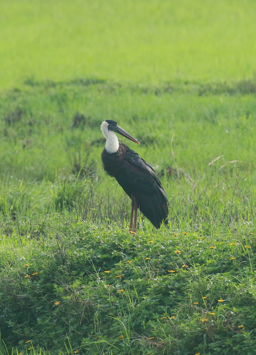 Asian Woolly-necked Stork - ML619973934